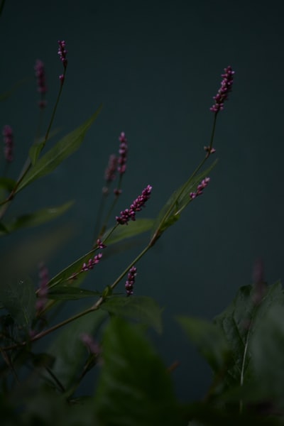 绿色植物在近距离摄影
